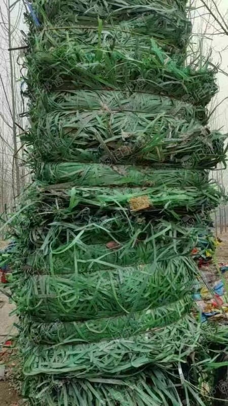 pet聚酯绿色打包带,长期出售