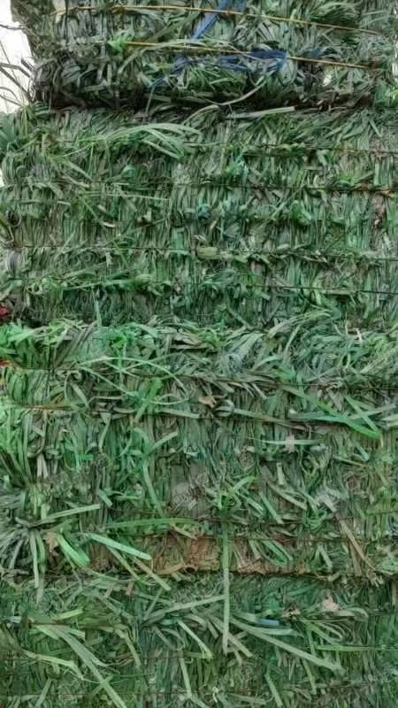 pet聚酯绿色打包带,长期出售
