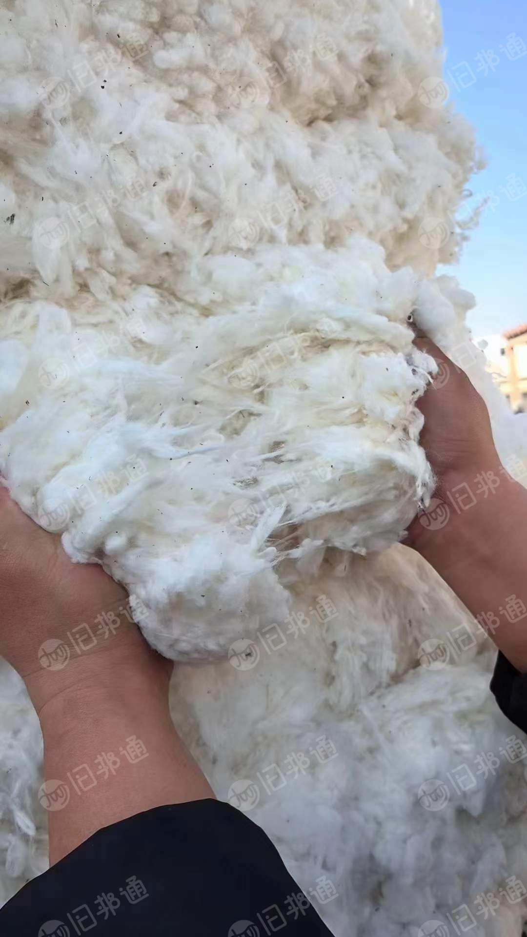 供应大厂回用顶级三丝棉180吨(含百分之三十长绒棉),长度很好,三丝薄膜很少,颜色白,直接纺纱,絮棉