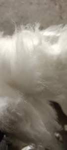 长期供应化纤被子用棉，绒长质量好