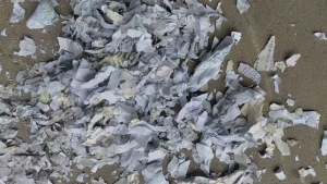 长期出售办公文件纸粉碎料，无皮无胶，无水无垃圾