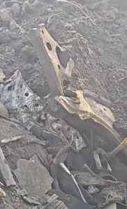 山东地区大量收购废钢加工下来的碎渣料