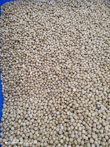 出售鹰嘴豆现货6吨，饲料用途