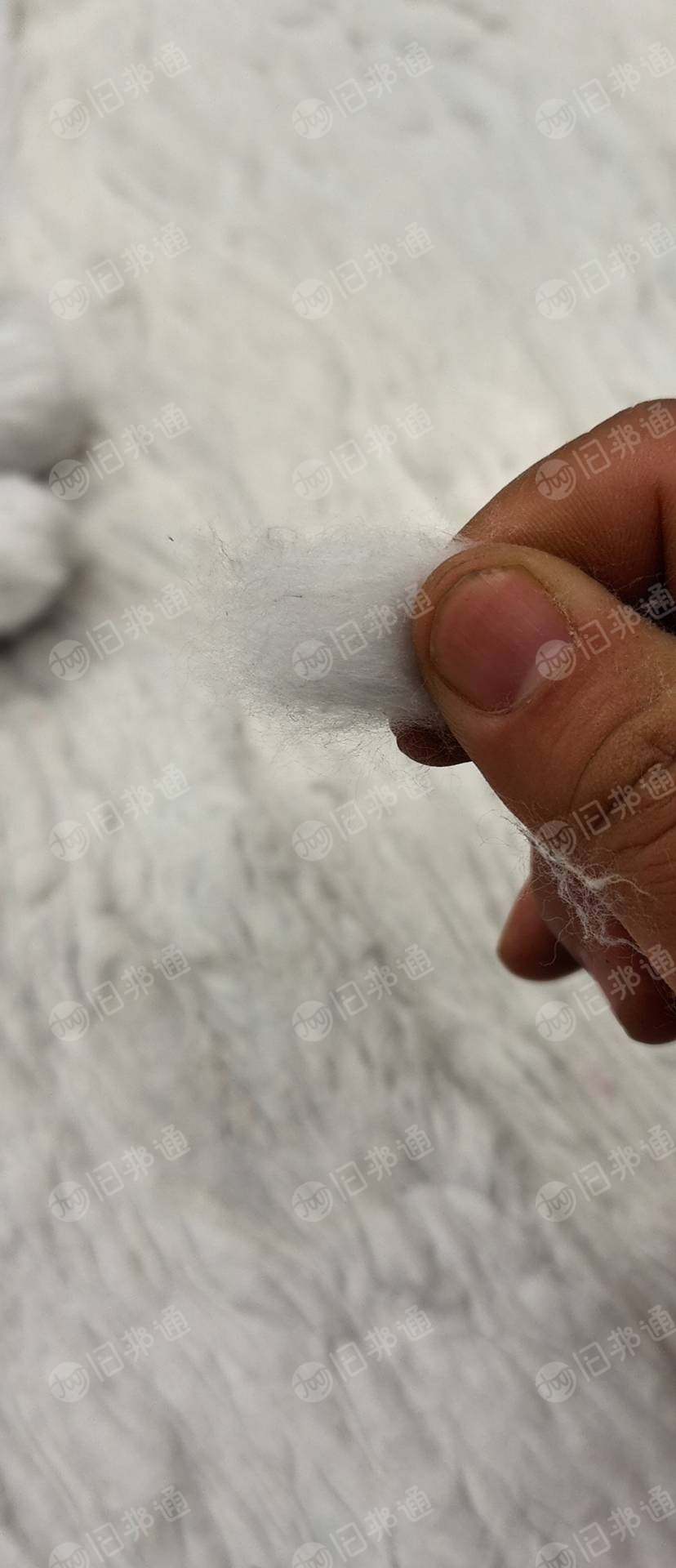 牛仔布快开花棉厂家,85棉,95棉,灯照棉,99.5纯棉长期供应