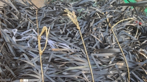 长期出售PET打包带毛料