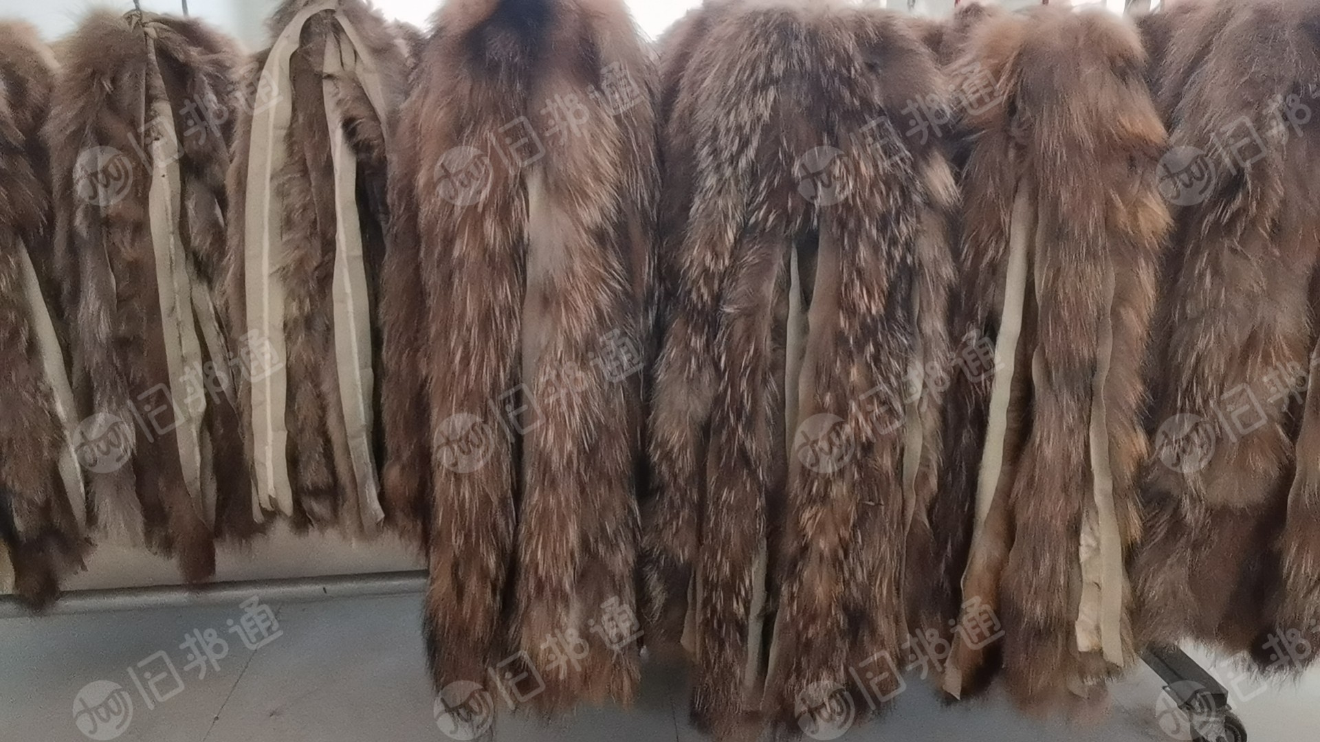 貉子毛条,毛领,出售