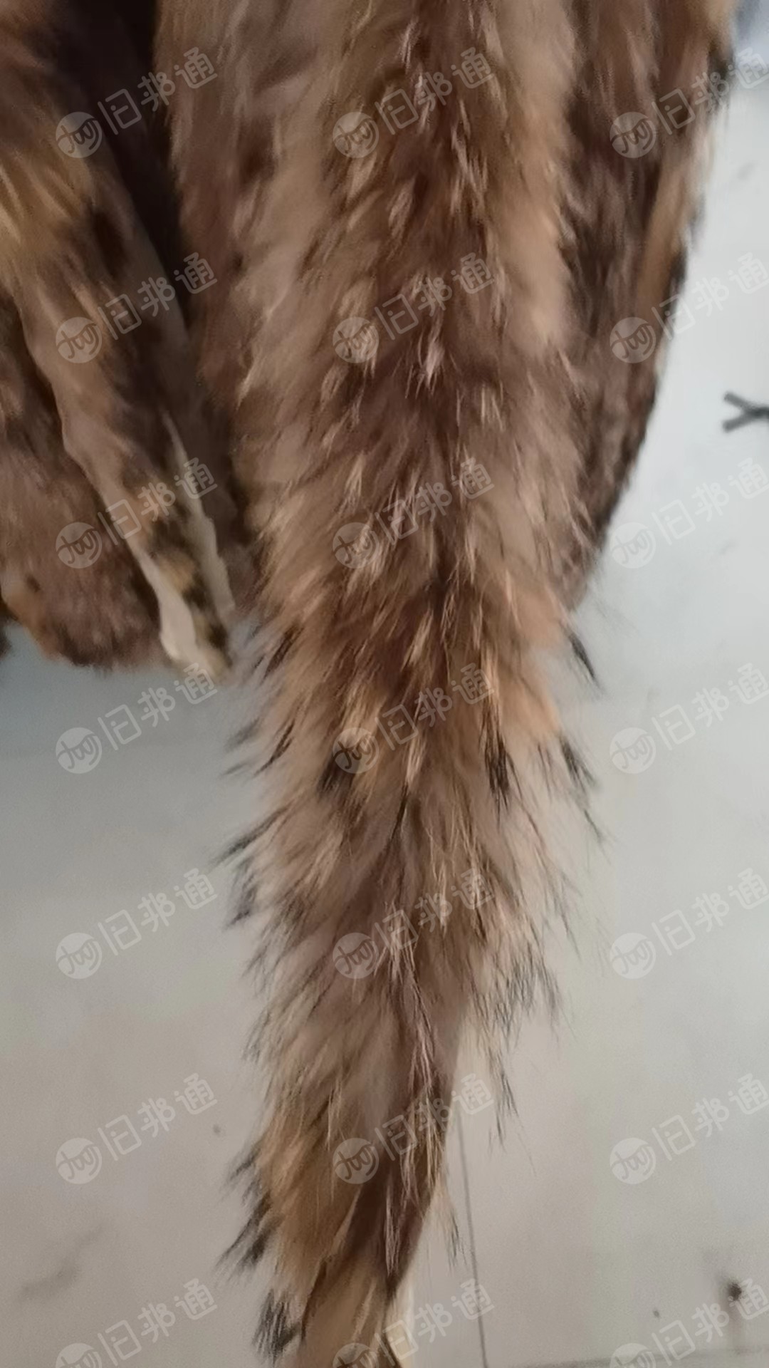 貉子毛条,毛领,出售