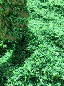 常年出售PET打包带破碎料，水洗干净