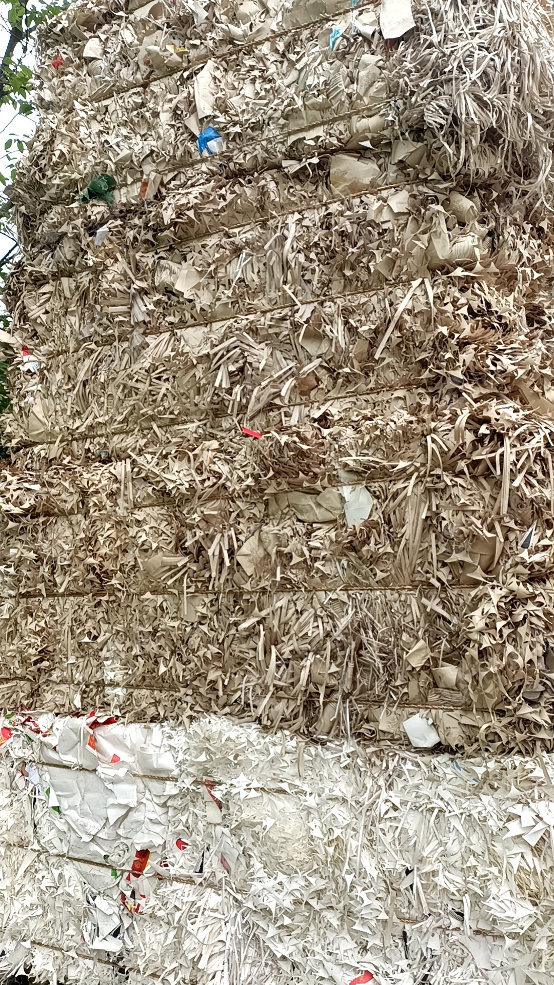 长期出售白色口杯纸,本色口杯纸