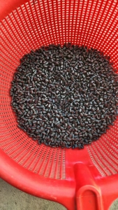 出售黑色托盘PP颗粒，过30目，月供200吨