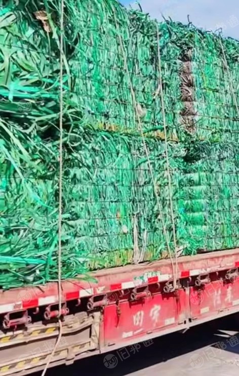 出售PET打包带毛料,月供70吨
