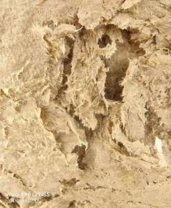 长期出售本色再生纸浆，本色口杯纸浆，本色淋膜纸浆