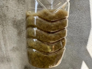 长期出售牛皮纸纸浆，含水65%，纤维含量85%