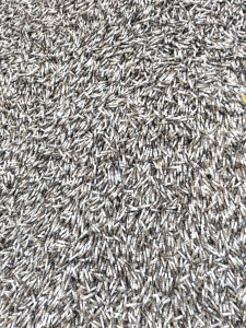 长期出售火花塞废料，大量现货