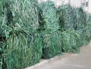 pet打包带，长期出售