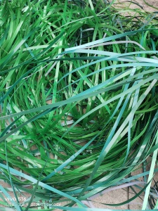 长期出售PET打包带毛料，月供几吨，要的话可以大量收