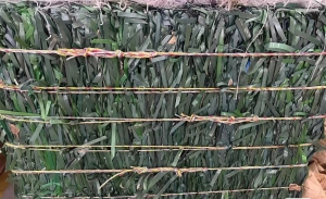 出售绿色纯涤纶打包带，无铁扣，干净，17.5够一车 货在安徽宣城