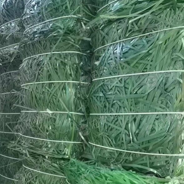长期大量回收PET打包带毛料