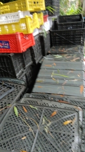 长期出售各种颜色的水果筐毛料，够车就发