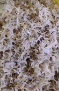 出售鸡网破碎料