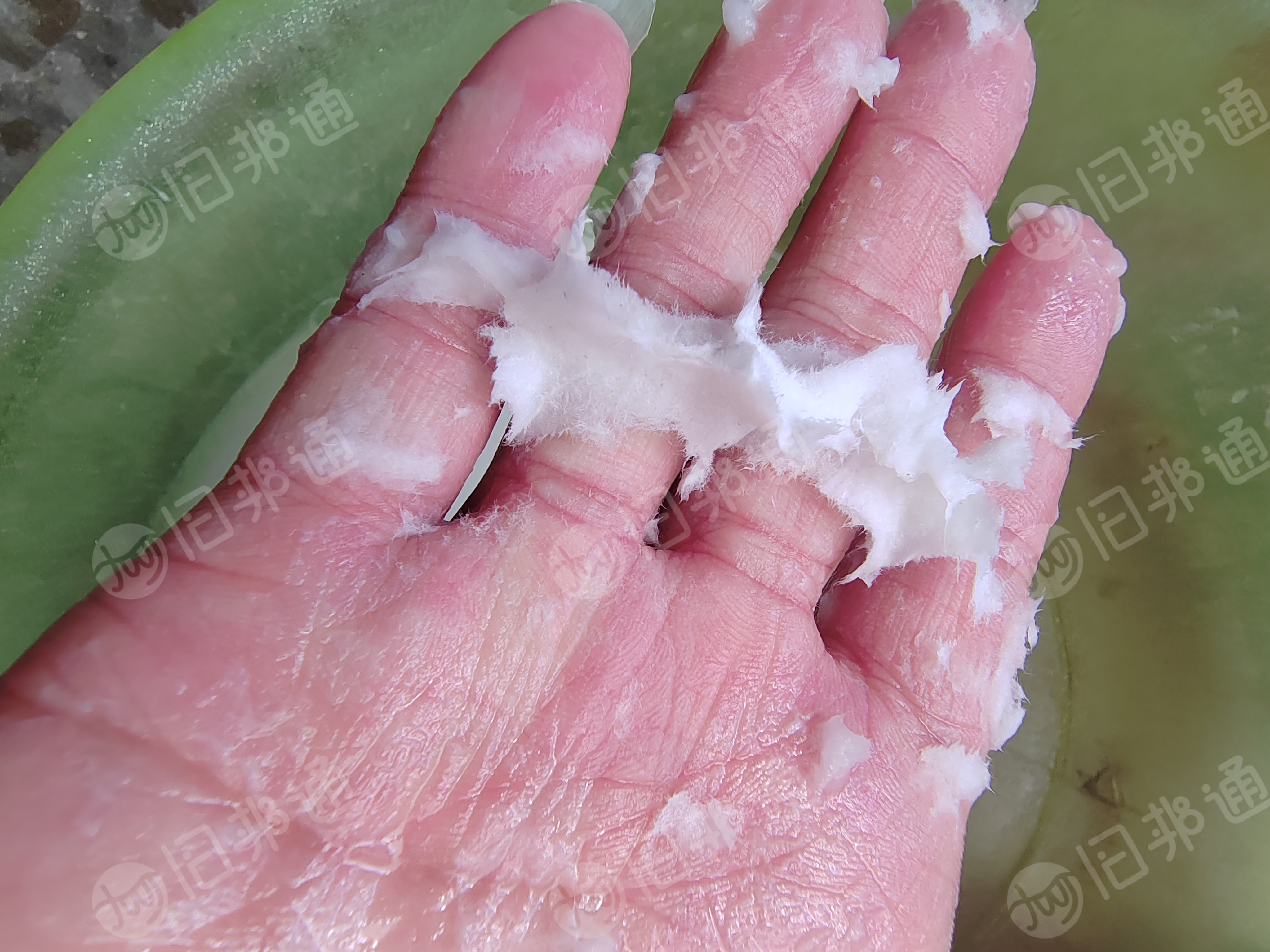 脱脂短绒棉,粉尘棉,磨毛,不脱脂的纯棉粉尘,回收