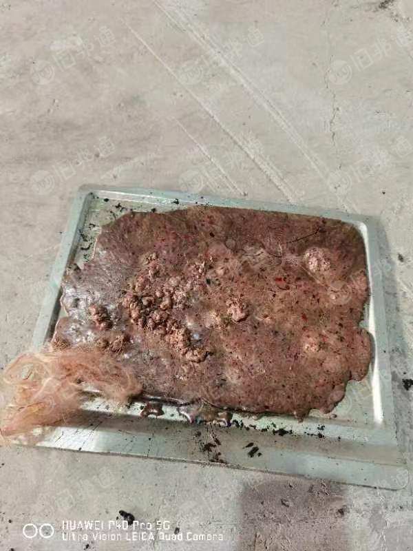 长期出售涤纶泡料,氨纶泡料等
