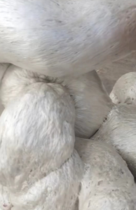 出售EPS热熔块，泡沫坨