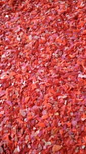 长期出售全漂青蓝红丙破碎料，透明丙破碎料，已清洗甩干过风选，现货20多吨