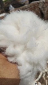 出售95棉，牛仔布块开好的棉，开花棉，漂白开花好的，现货500吨，可以现场看货