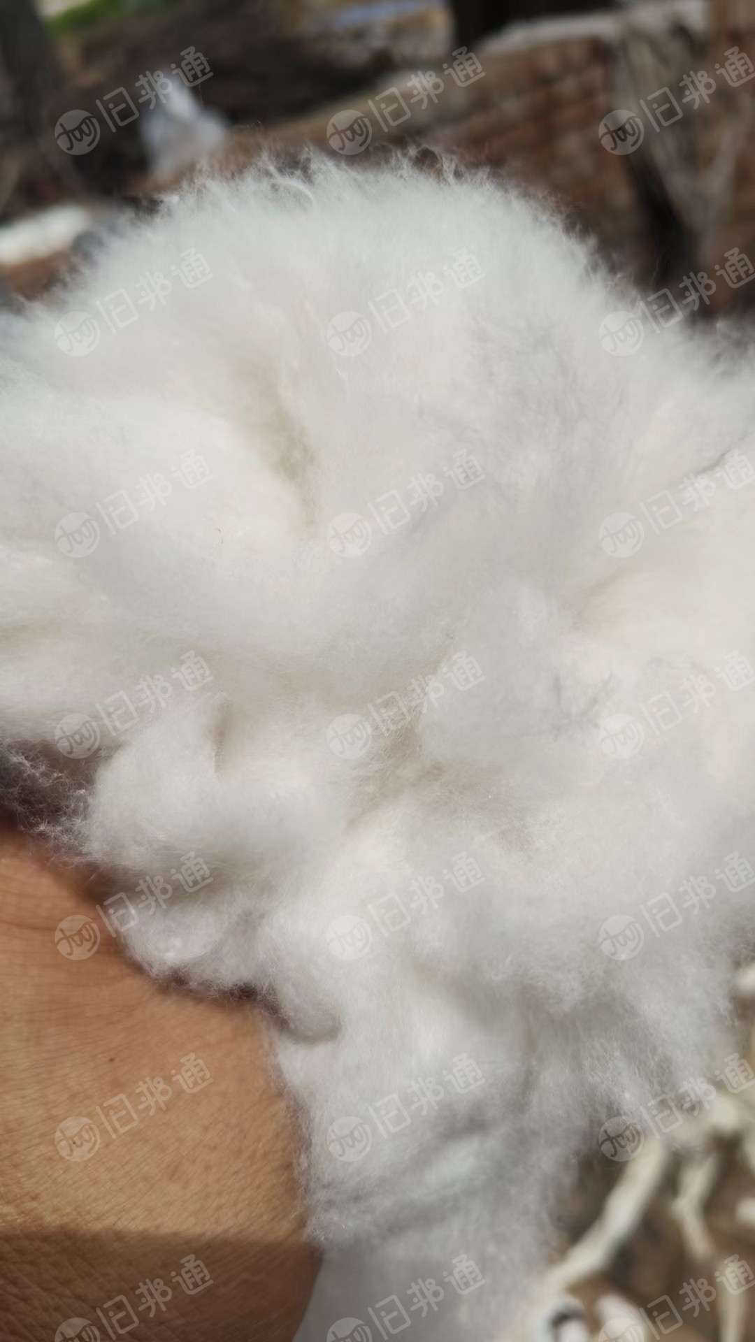 出售95棉,牛仔布块开好的棉,开花棉,漂白开花好的,现货500吨,可以现场看货