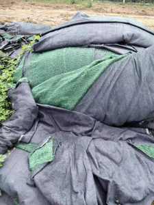 出售绿化的假草坪毛料，现货几百平方