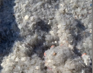 出售PVC中性磨粉料，水洗透明破碎料， 秧盘料，可用于管材树脂粉，长期供应