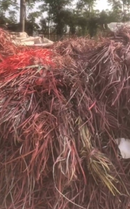 出售PP打包带毛料，PP打包带废料