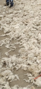 长期大量求购短羊毛，要100%纯羊毛(有山羊毛最好)