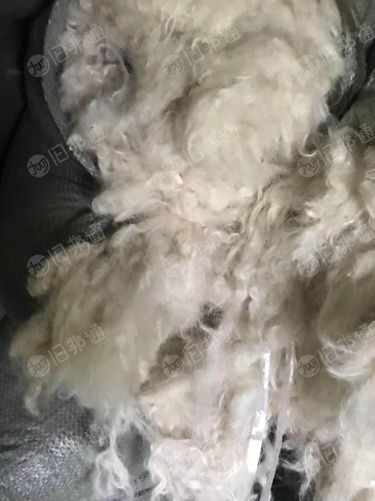 长期大量出售羊毛,短羊毛,白色,纯羊毛