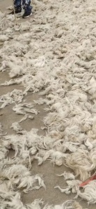 长期大量求购山羊毛，纯羊毛，不水洗不加工的