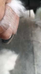 出售优质85牛仔褪色棉，85开花棉，牛仔开花棉