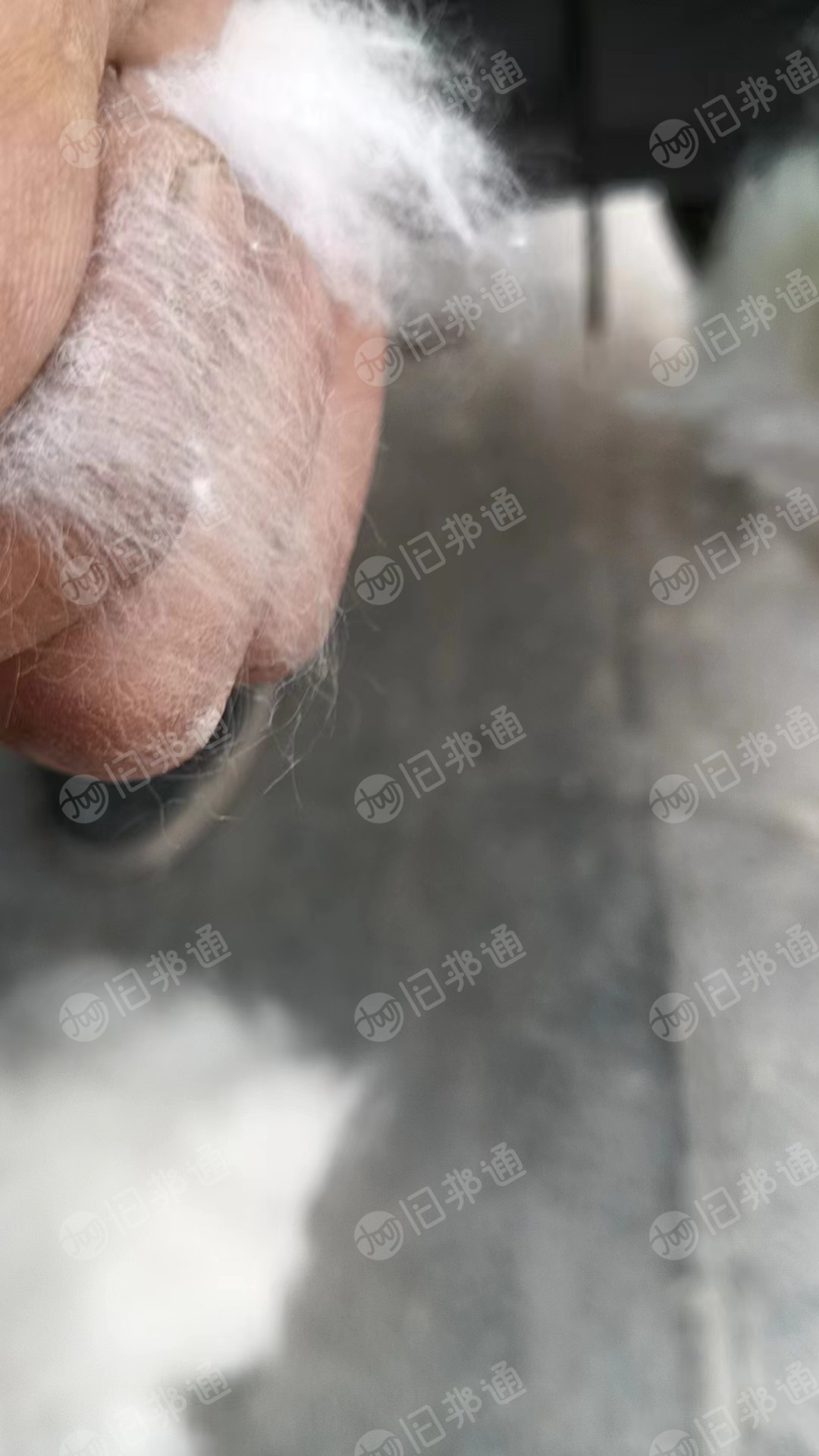出售优质85牛仔褪色棉,85开花棉,牛仔开花棉