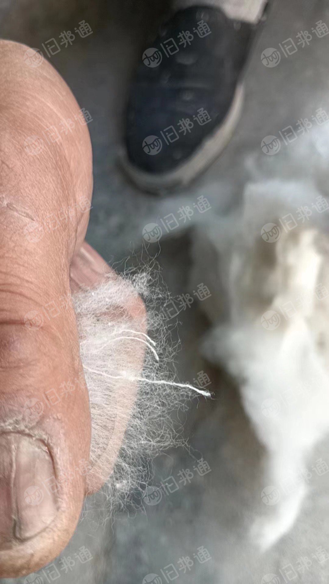 出售优质85牛仔褪色棉,85开花棉,牛仔开花棉