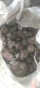 出售火烧小电机马达