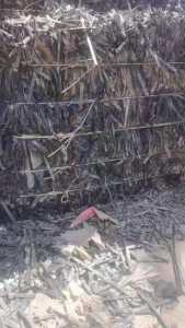 出售贴面滴灌带毛料，现货100吨左右