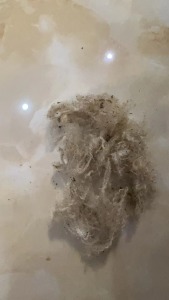 大量出售进口垃圾羊毛，厂在江苏连云港