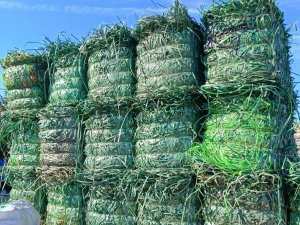 出售PET打包带，现货一挂