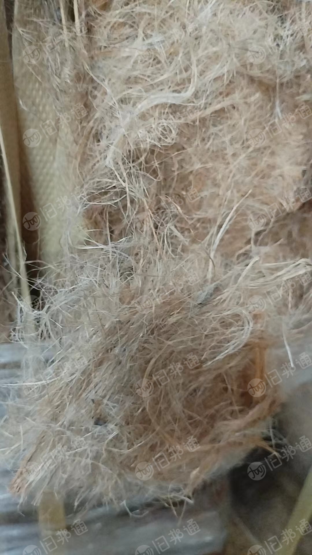 长期出售孟加拉黄麻60mm短纤