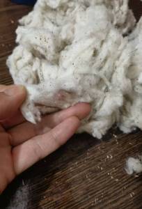 出售纯棉短绒，现货有300吨，货在山东夏津