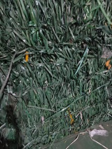 长期出售pet打包带，黑色绿色分开压包，够10吨就发走