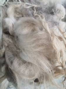 长期出售羊毛，绵羊毛，羔子毛，春毛，秋毛，青海毛都有，需要清洗，货在河北保定徐水