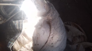 出售桑蚕丝下脚料，蚕被下来的，货在河南西平县