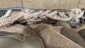 长期出售压包好的地毯废料，地毯边角料