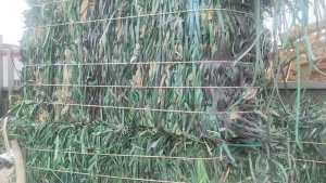 长期出售pet打包带，月供100多吨